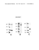 NOVEL AVIAN CYTOKINES AND GENETIC SEQUENCES ENCODING SAME diagram and image