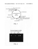 Device and Method for Transfecting Cells for Therapeutic Use diagram and image