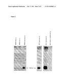 Multi-Transgenic Pigs for Diabetes Treatment diagram and image