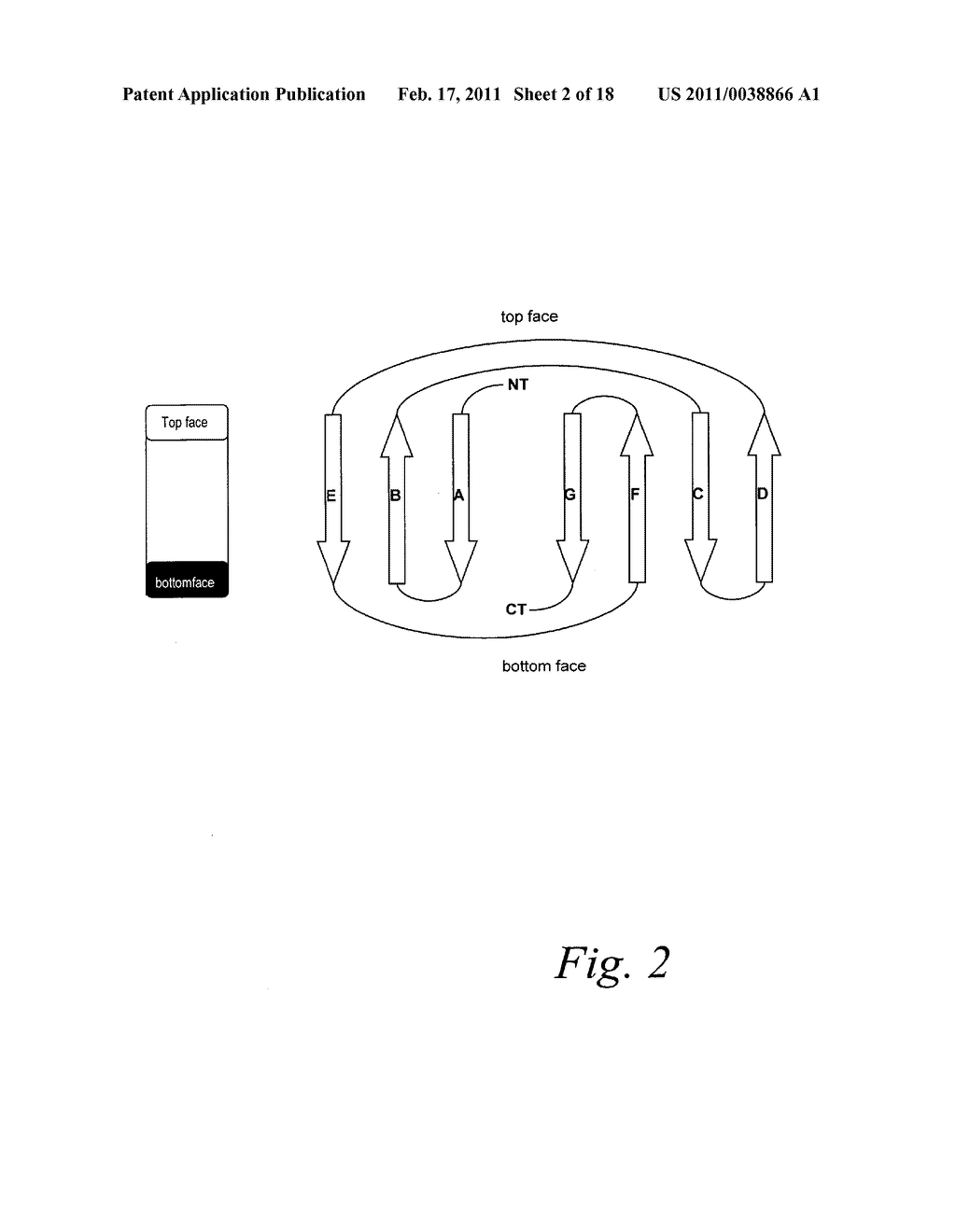 IMPROVED FIBRONECTIN-BASED BINDING MOLECULES AND USES THEREOF - diagram, schematic, and image 03