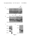 N-Linked Glycosylation Alteration in E0 and E2 Glycoprotein of Classical Swine Fever Virus and Novel Classical Swine Fever Virus Vaccine diagram and image