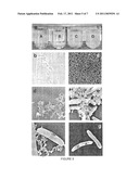 Bioremediation of Nanomaterials diagram and image