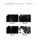 Compositions and Methods for Inhibiting Cell Migration diagram and image