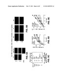 Compositions and Methods for Inhibiting Cell Migration diagram and image