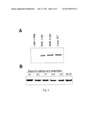 Process, Vectors and Engineered Cell Lines for Enhanced Large-Scale Transfection diagram and image