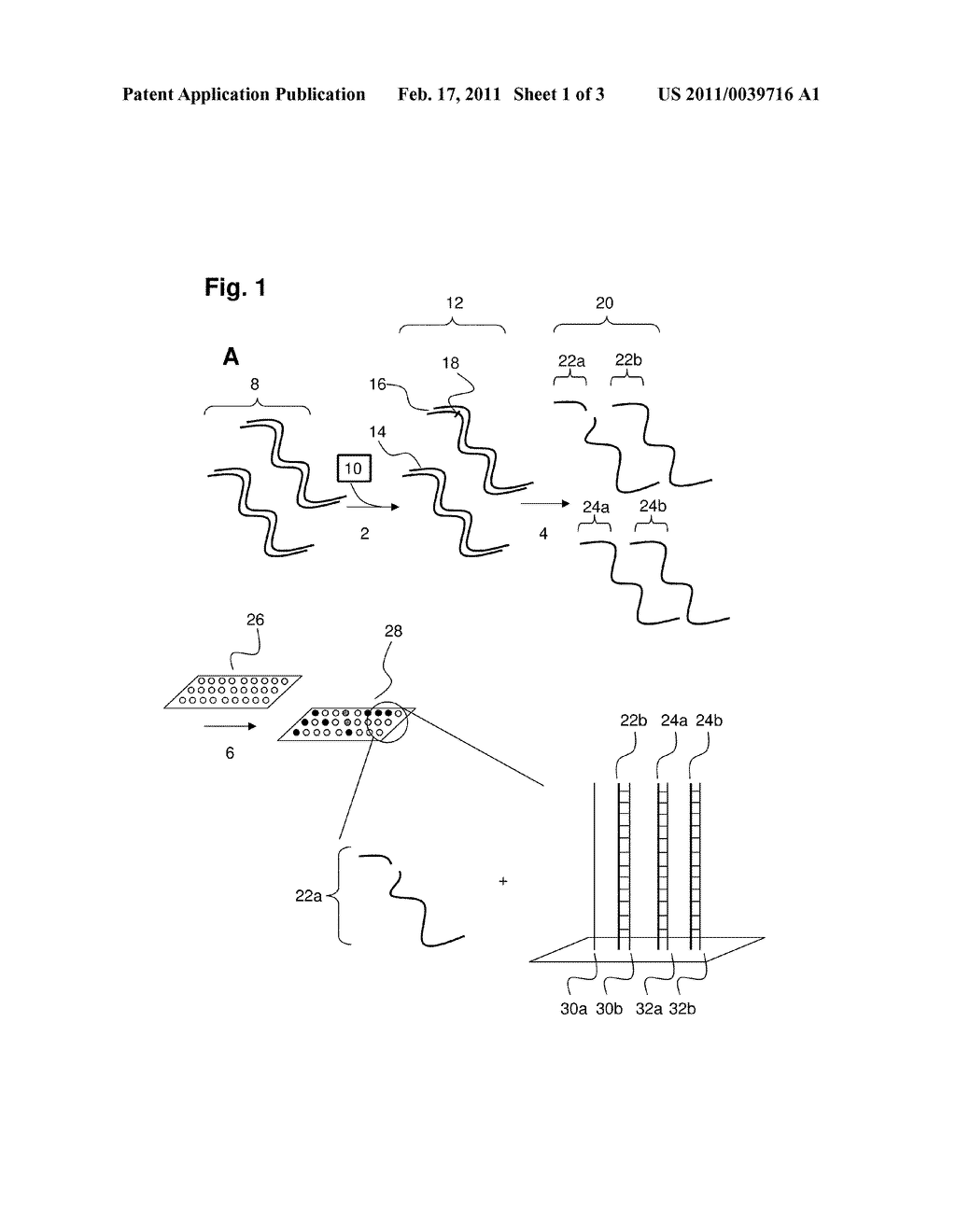 Analysis of Single Nucleotide Polymorphisms Using a Nicking Endonuclease - diagram, schematic, and image 02