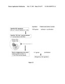 MALIGNANCY-RISK SIGNATURE FROM HISTOLOGICALLY NORMAL BREAST TISSUE diagram and image