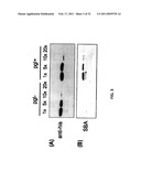 GLYCOSYLATED PROTEIN EXPRESSION IN PROKARYOTES diagram and image