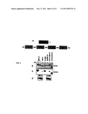 GLYCOSYLATED PROTEIN EXPRESSION IN PROKARYOTES diagram and image