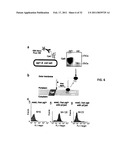 GLYCOSYLATED PROTEIN EXPRESSION IN PROKARYOTES diagram and image