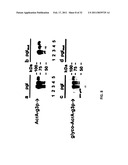 GLYCOSYLATED PROTEIN EXPRESSION IN PROKARYOTES diagram and image