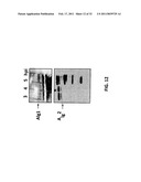 GLYCOSYLATED PROTEIN EXPRESSION IN PROKARYOTES diagram and image