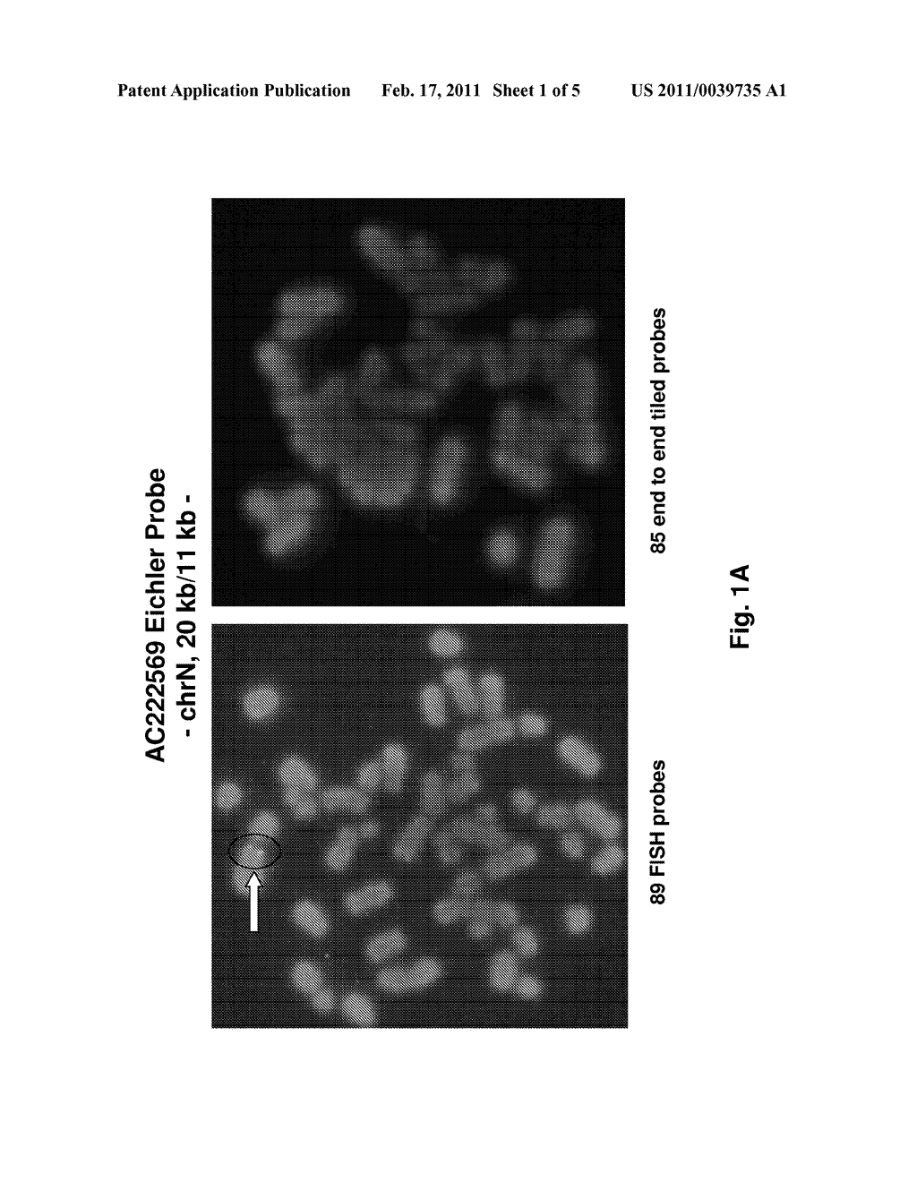 PROBE DESIGN FOR OLIGONUCLEOTIDE FLUORESCENCE IN SITU HYBRIDIZATION (FISH) - diagram, schematic, and image 02