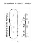 SMALL HUMANIN-LIKE PEPTIDES diagram and image