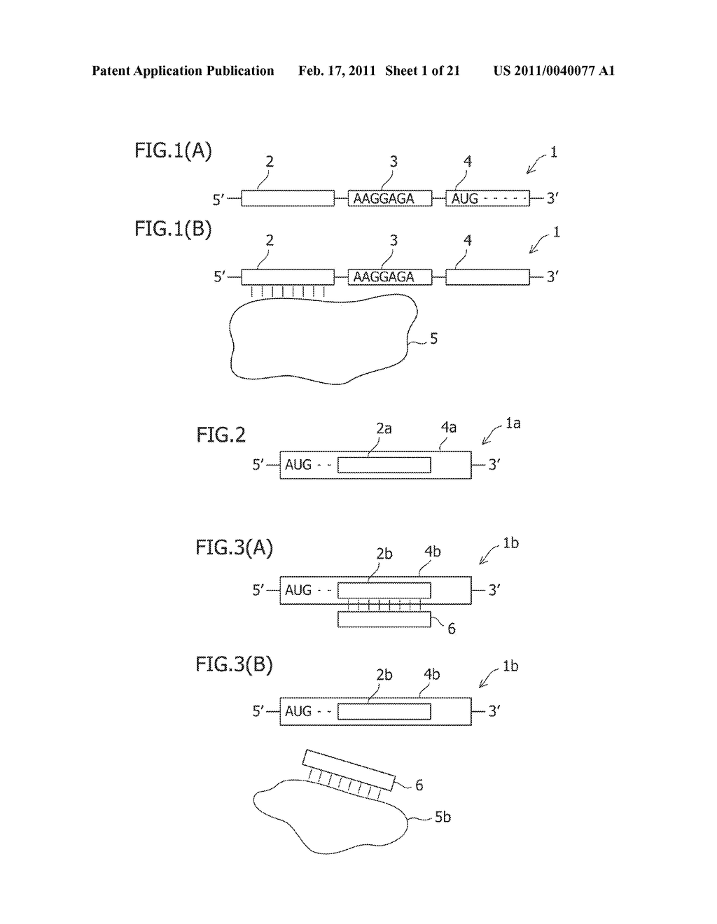 Protein-Responsive Translational Regulatory System Using RNA-Protein Interacting Motif - diagram, schematic, and image 02