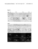 Animal model, and products and methods useful for the production thereof diagram and image