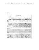 Animal model, and products and methods useful for the production thereof diagram and image