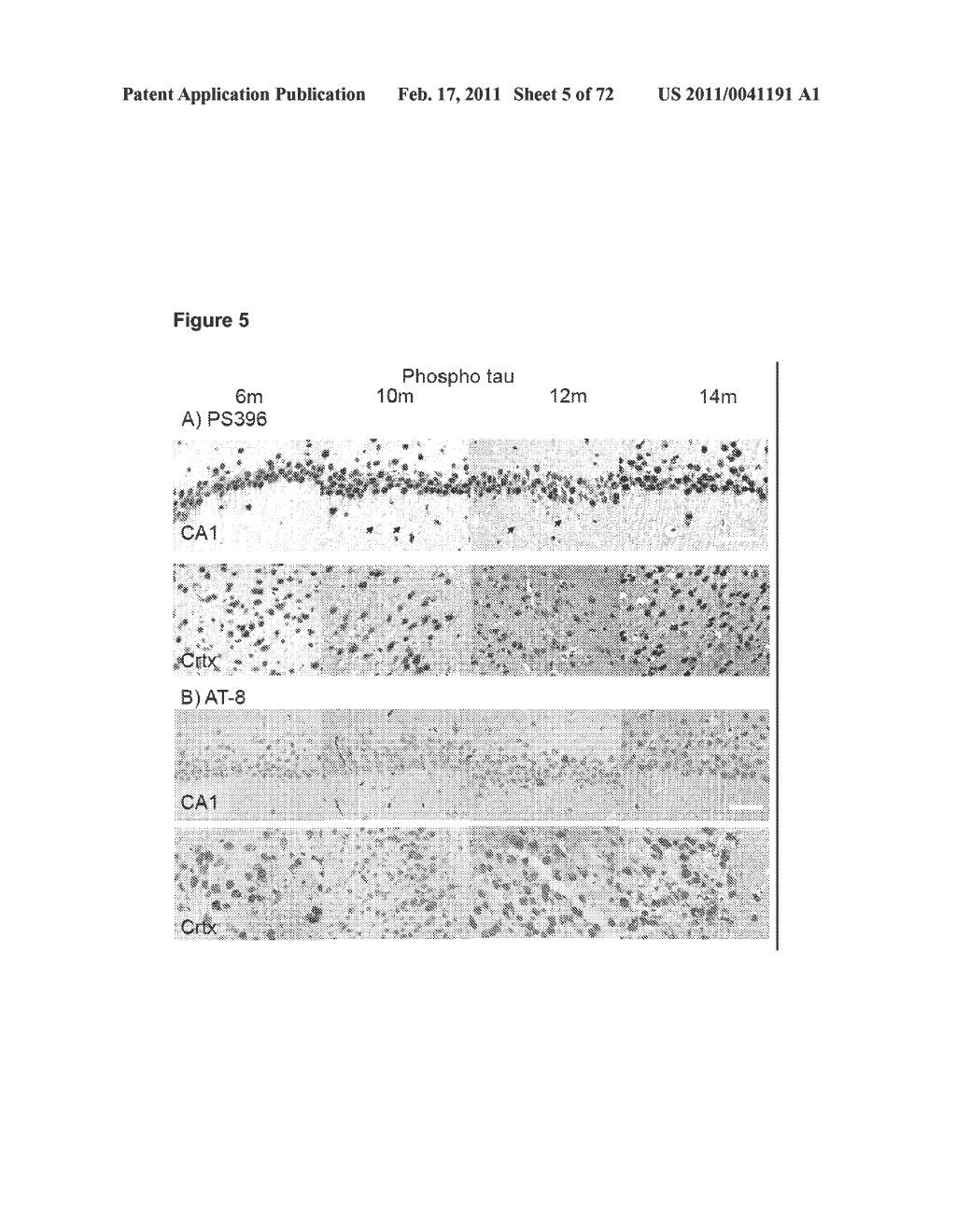 Animal model, and products and methods useful for the production thereof - diagram, schematic, and image 06