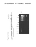 Animal model, and products and methods useful for the production thereof diagram and image