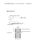 Animal model, and products and methods useful for the production thereof diagram and image