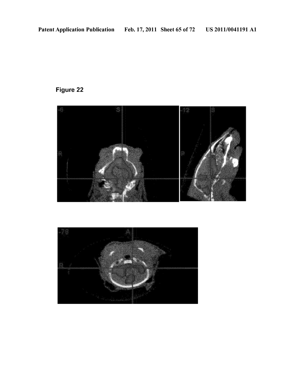 Animal model, and products and methods useful for the production thereof - diagram, schematic, and image 66