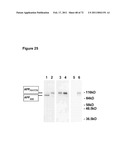 Animal model, and products and methods useful for the production thereof diagram and image