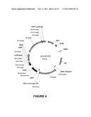 I-MSOI HOMING ENDONUCLEASE VARIANTS HAVING NOVEL SUBSTRATE SPECIFICITY AND USE THEREOF diagram and image