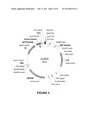 I-MSOI HOMING ENDONUCLEASE VARIANTS HAVING NOVEL SUBSTRATE SPECIFICITY AND USE THEREOF diagram and image