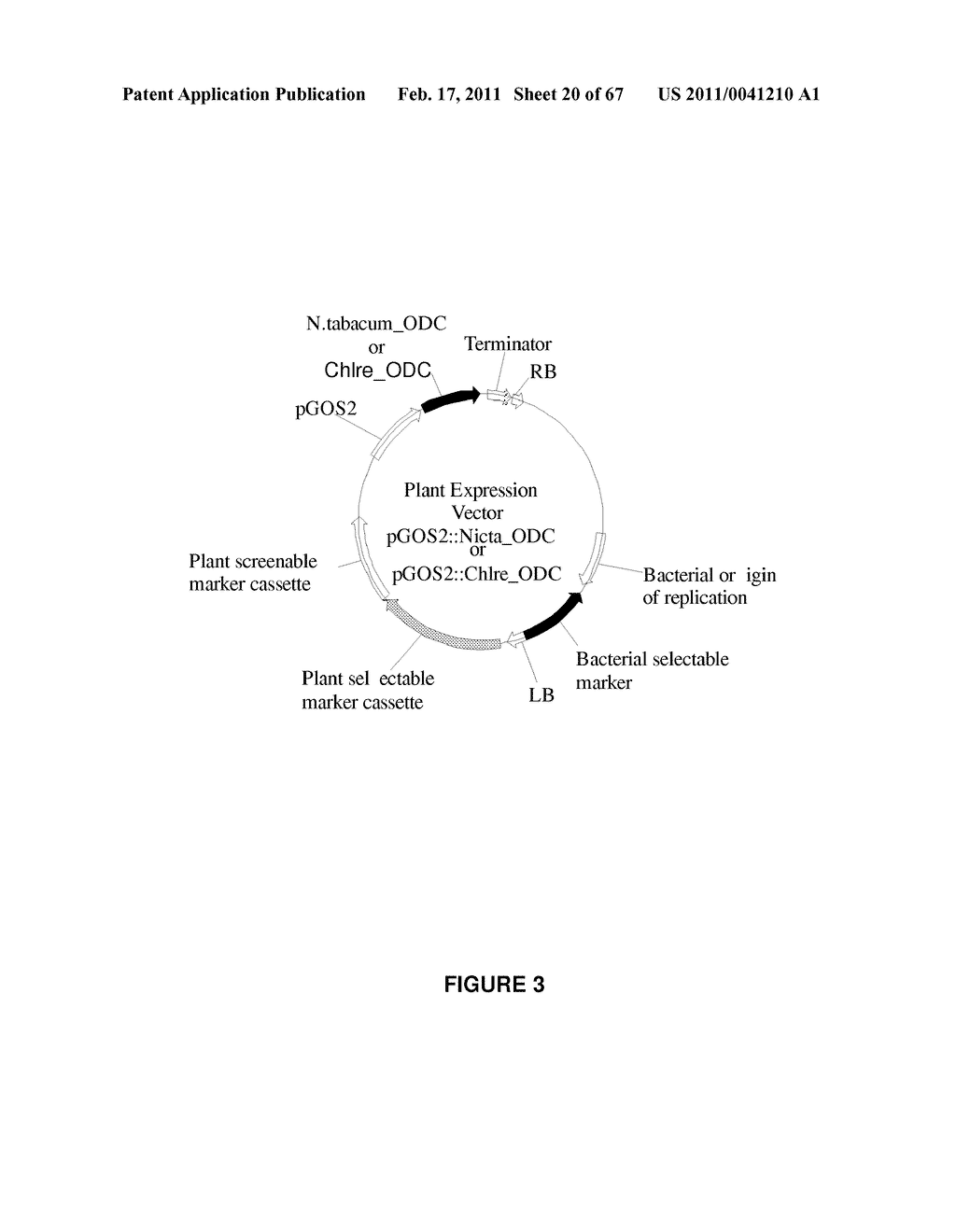 Plants Having Enhanced Yield-Related Traits and a Method for Making the Same - diagram, schematic, and image 21