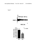 Methods and Compositions for Treating and Identifying Compounds to Treat Age-Related Macular Degeneration diagram and image