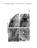 STAGED IMMUNE-RESPONSE MODULATION IN ONCOLYTIC THERAPY diagram and image