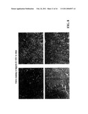 STAGED IMMUNE-RESPONSE MODULATION IN ONCOLYTIC THERAPY diagram and image