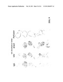 STAGED IMMUNE-RESPONSE MODULATION IN ONCOLYTIC THERAPY diagram and image