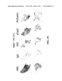 STAGED IMMUNE-RESPONSE MODULATION IN ONCOLYTIC THERAPY diagram and image