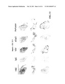 STAGED IMMUNE-RESPONSE MODULATION IN ONCOLYTIC THERAPY diagram and image