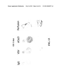 STAGED IMMUNE-RESPONSE MODULATION IN ONCOLYTIC THERAPY diagram and image