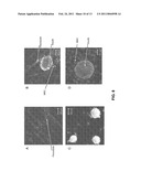 ACTIVATED MESENCHYMAL STEM CELLS FOR THE PREVENTION AND REPAIR OF INFLAMMATORY STATES diagram and image