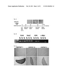 Generation of Induced Pluripotent Stem Cells from Cord Blood diagram and image