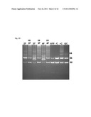 Generation of Induced Pluripotent Stem Cells from Cord Blood diagram and image