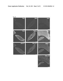 Generation of Induced Pluripotent Stem Cells from Cord Blood diagram and image