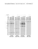 Generation of Induced Pluripotent Stem Cells from Cord Blood diagram and image