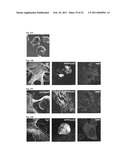 Generation of Induced Pluripotent Stem Cells from Cord Blood diagram and image