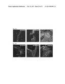 Generation of Induced Pluripotent Stem Cells from Cord Blood diagram and image