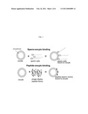 Zona Pellucida Binding Peptides, Expression Vectors, Compositions, and Methods for Species Specific Immunocontraception of Animals diagram and image