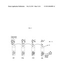 Zona Pellucida Binding Peptides, Expression Vectors, Compositions, and Methods for Species Specific Immunocontraception of Animals diagram and image