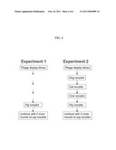 Zona Pellucida Binding Peptides, Expression Vectors, Compositions, and Methods for Species Specific Immunocontraception of Animals diagram and image