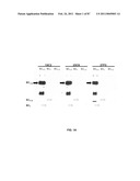 CADHERIN-11 ANTAGONISTS AND METHODS FOR THE TREATMENT OF INFLAMMATORY JOINT DISORDERS diagram and image