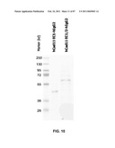 CADHERIN-11 ANTAGONISTS AND METHODS FOR THE TREATMENT OF INFLAMMATORY JOINT DISORDERS diagram and image