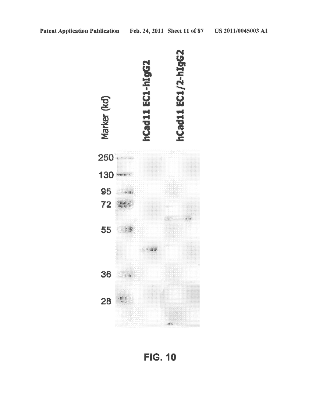 CADHERIN-11 ANTAGONISTS AND METHODS FOR THE TREATMENT OF INFLAMMATORY JOINT DISORDERS - diagram, schematic, and image 12