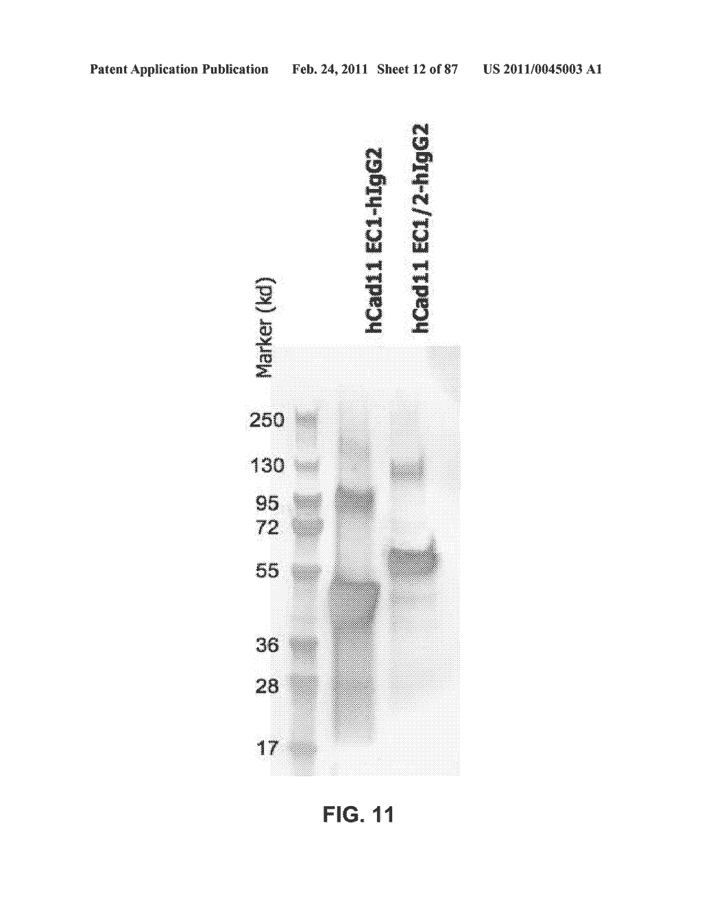 CADHERIN-11 ANTAGONISTS AND METHODS FOR THE TREATMENT OF INFLAMMATORY JOINT DISORDERS - diagram, schematic, and image 13